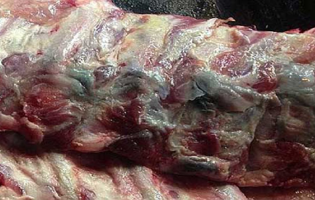 کشف ۹۰ کیلوگرم گوشت شترمرغ فاقد مجوز بهداشتی