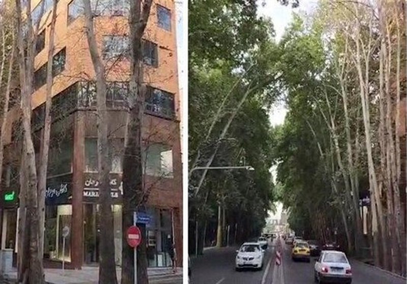 جریمه عاملان خشکاندن درختان خیابان ولیعصر چقدر است؟