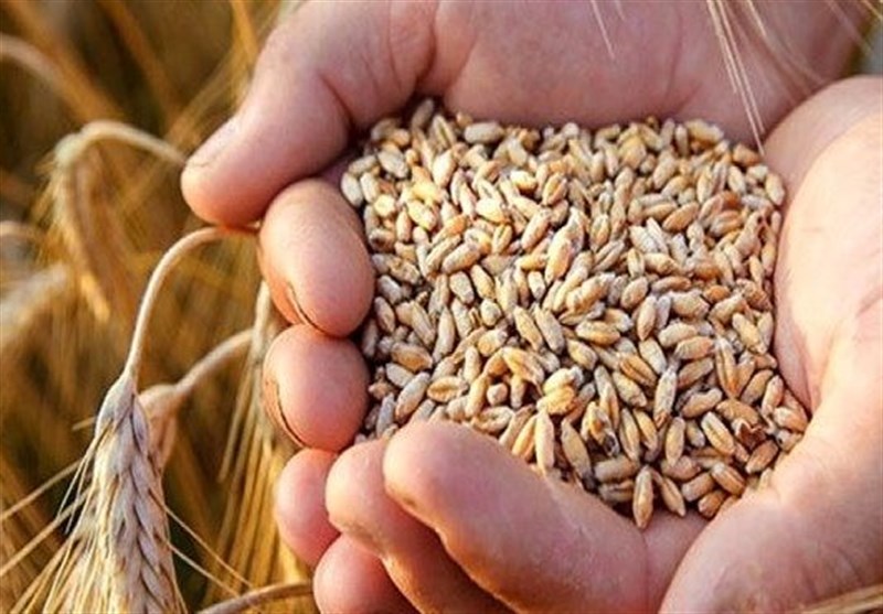 قیمت تضمینی گندم کی اعلام می شود؟